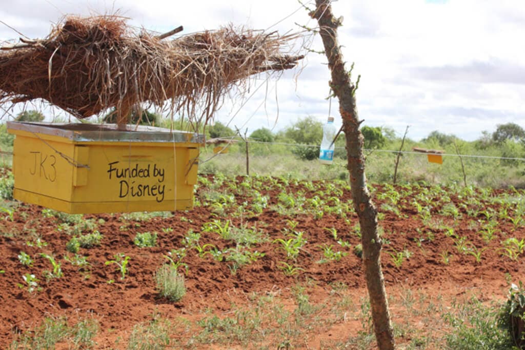 Researchers prove beehive fences repel elephant raids