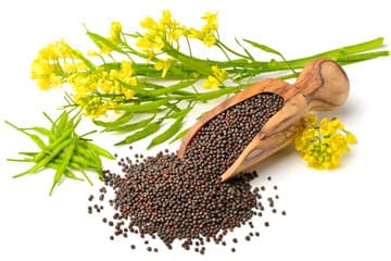 Upfield seeks up to 3,000 farmers to grow canola seeds