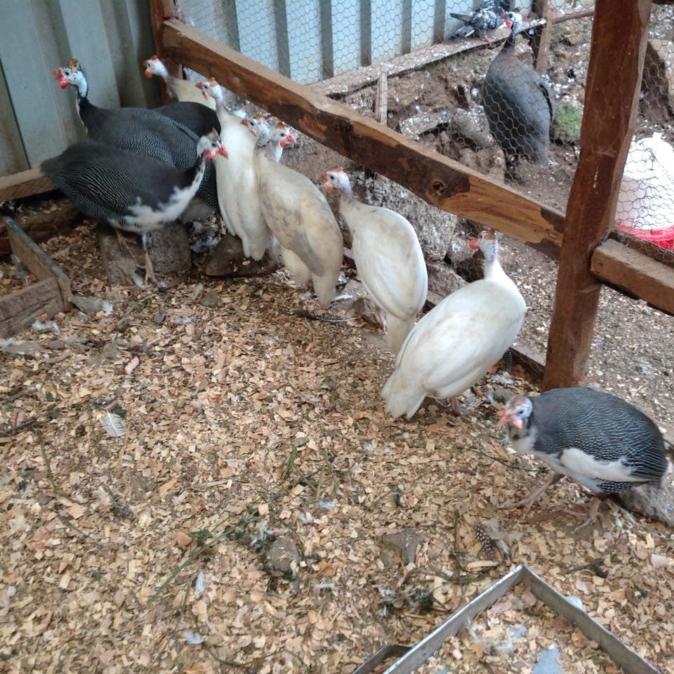 Kisumu farmer who dumped chicken for Guinea fowls has never looked back