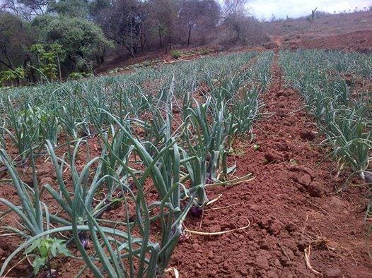 Crop rotation scales high Nyeri farm production at between 15-20 tonnes of produce per acre