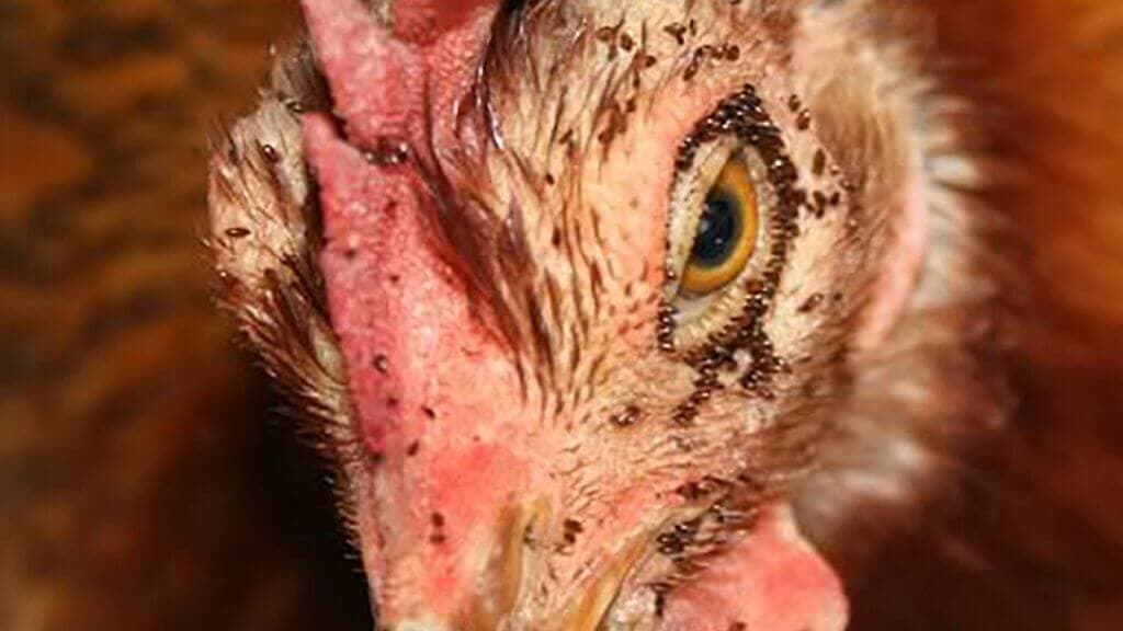 Laikipia poultry farm sprays garlic, thyme & mint to kill off chicken keepers’ nightmare