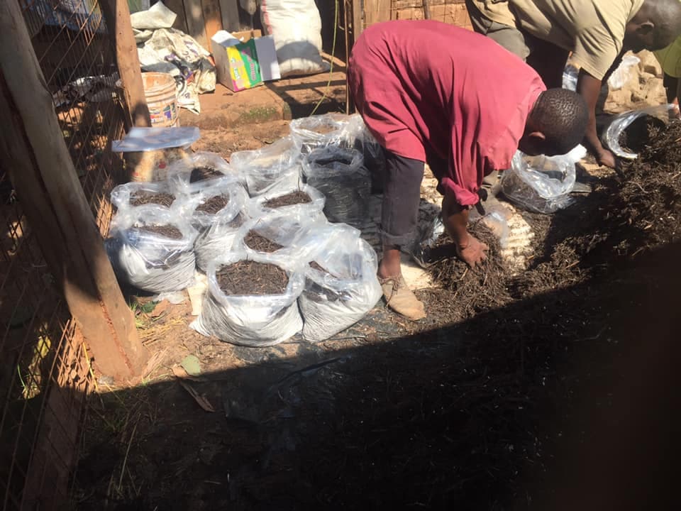 Kenya, Uganda mushroom farmers’ networking saves the growers training costs