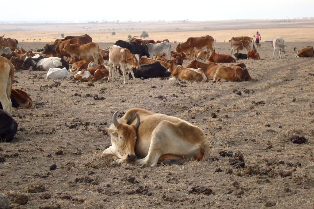 Horn of Africa facing the worst drought in 41 years
