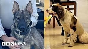 US officer charged after two police dogs die in hot patrol car
