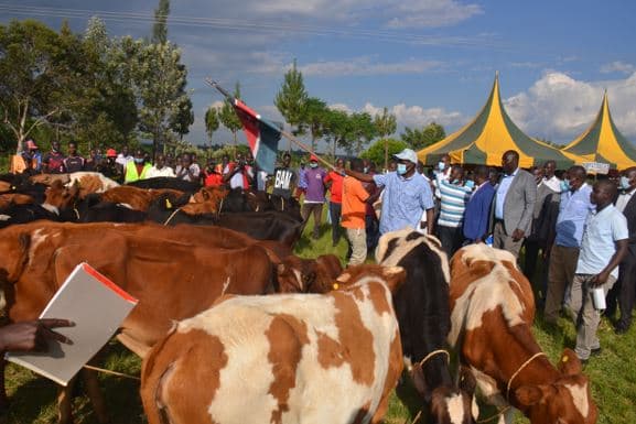 Migori County’s dream to upgrade dairy, beef production comes true