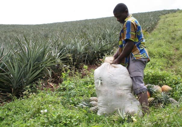 Organic food certification standards Uganda