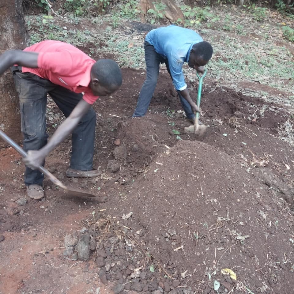 Strawberry grower replaces fertiliser with power-packed cured manure
