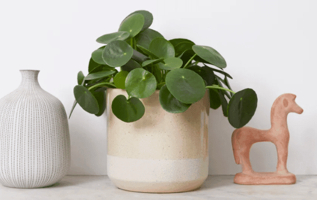5 Low Maintenance Plants To Upgrade Your Space