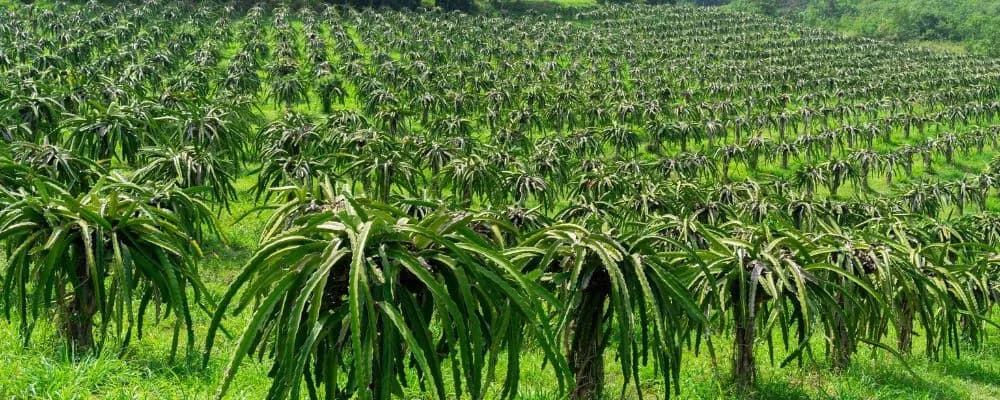 I made Sh40k from first dragon fruit harvest. Should I quit my Sh30k job to focus on farming?