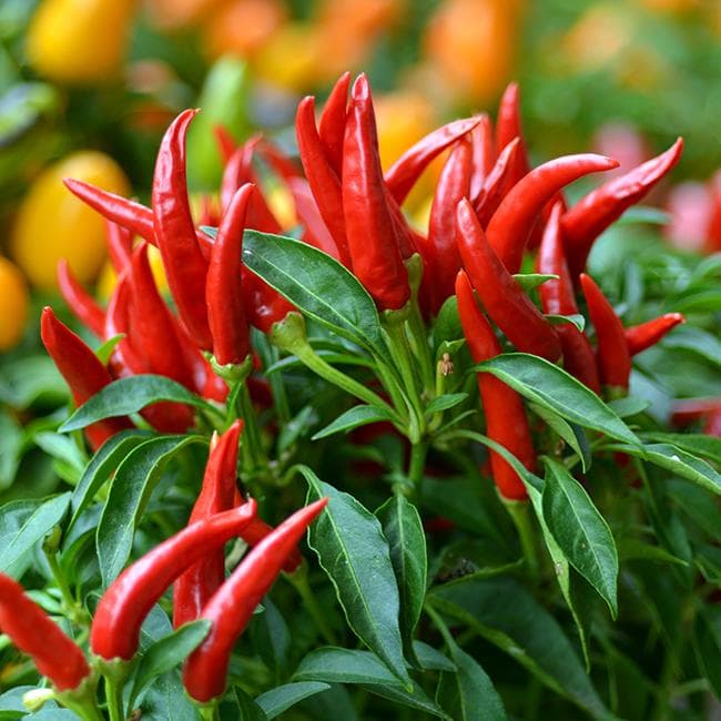 Exporter urgently seeking for ABE chilli farmers