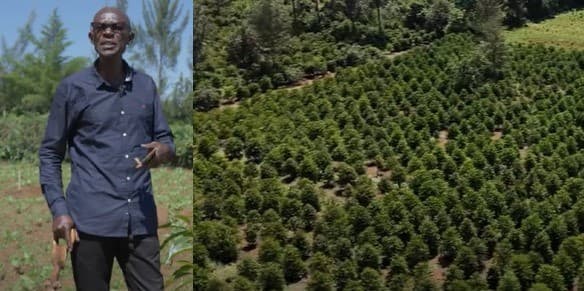 Inside David Eseli’s 40-acre farm with Hass avocado, coffee, and sugarcane