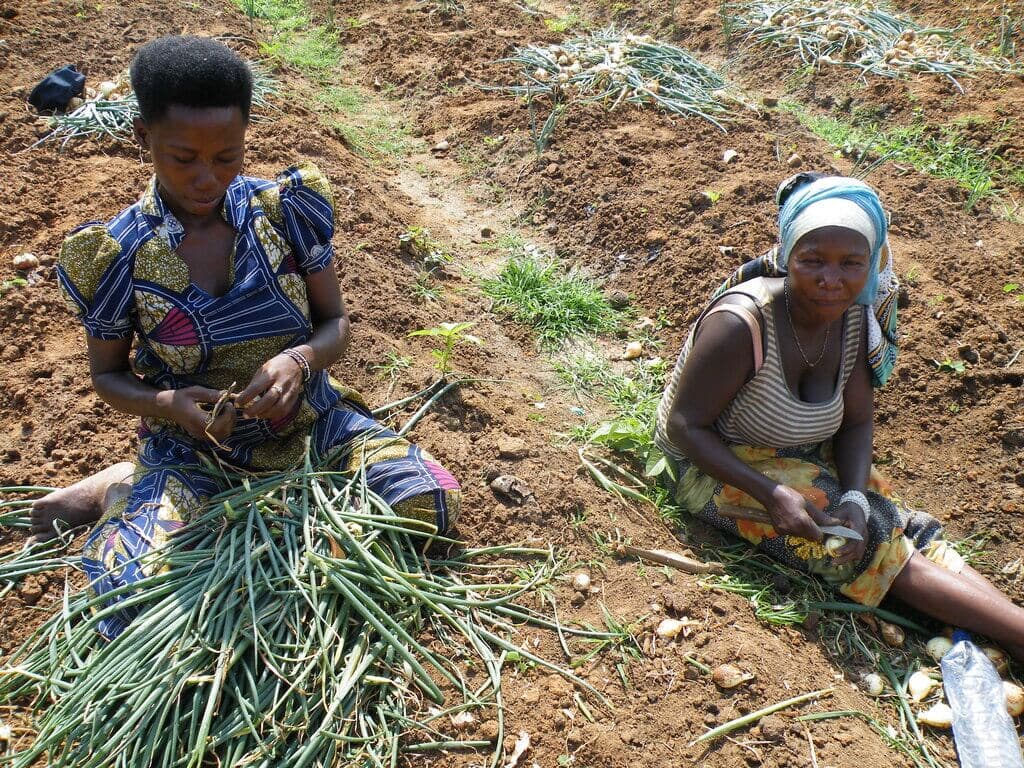 Brokers walk away from poorly cured Kenyan onions