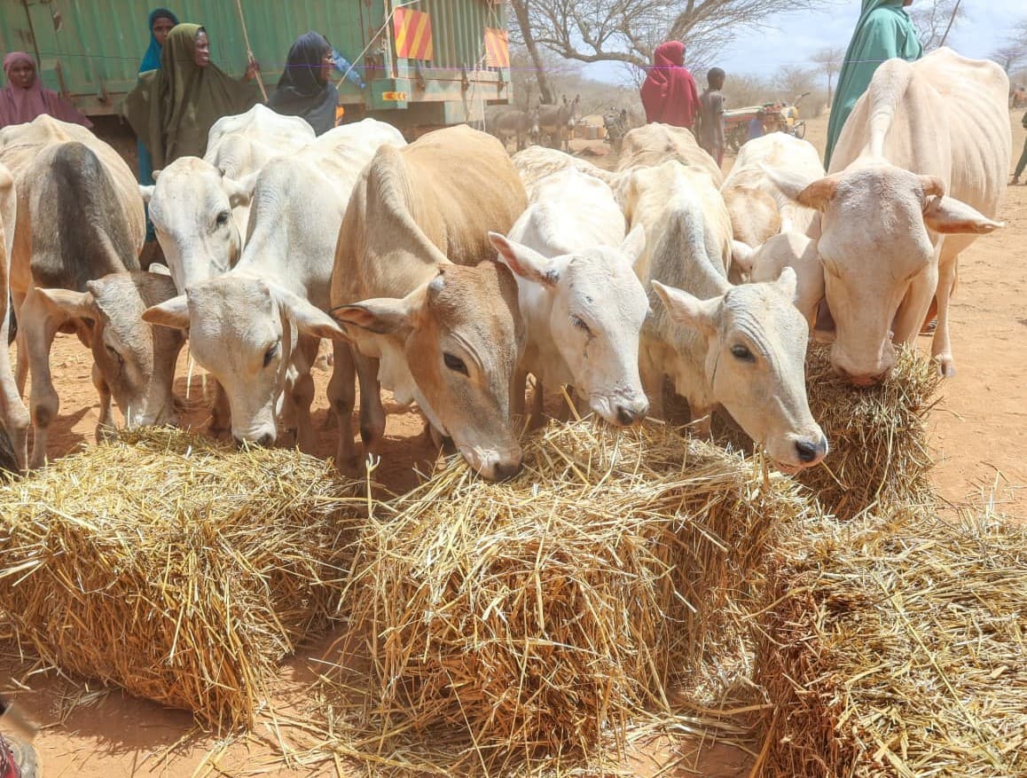Kenya to host global observance of World Desertification Day