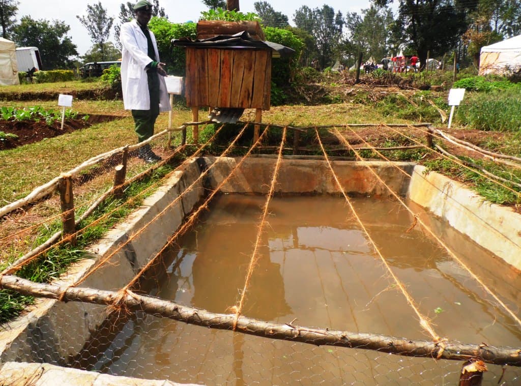 Human urine best fishpond fertiliser, research says