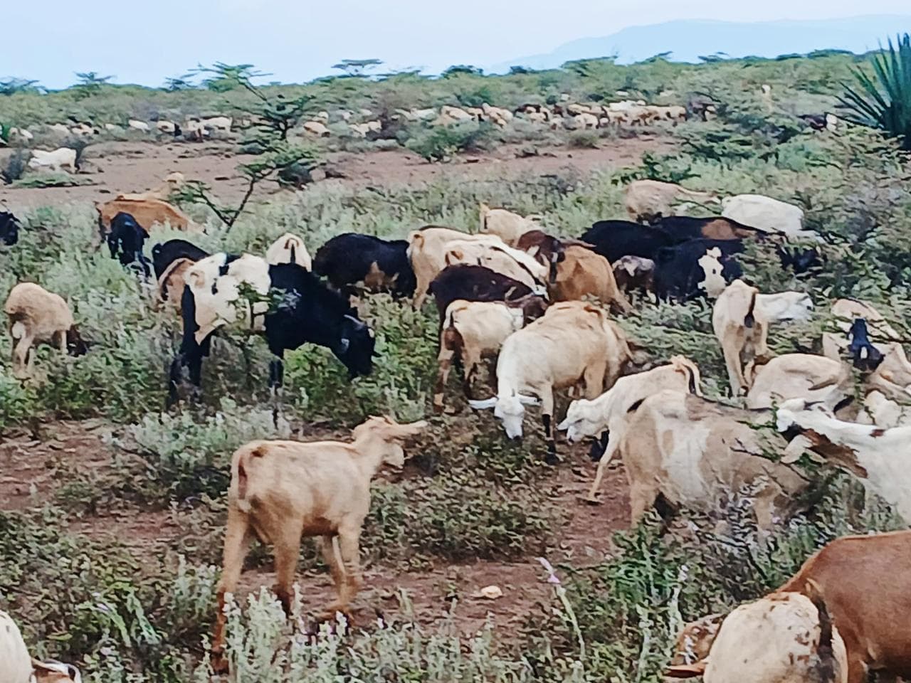 Police repulse bandits, recover stolen livestock in Isiolo