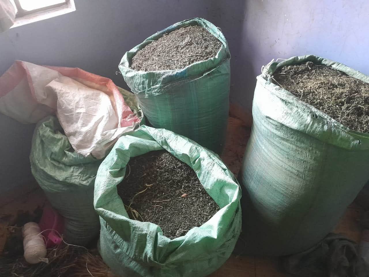 Three Arrested as Cannabis Worth Sh5.6 million Seized in Ruai