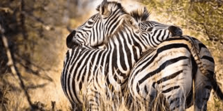 Angela Wanjiku: Kenyan Researcher Using Satellites to Track Elephants and Zebras