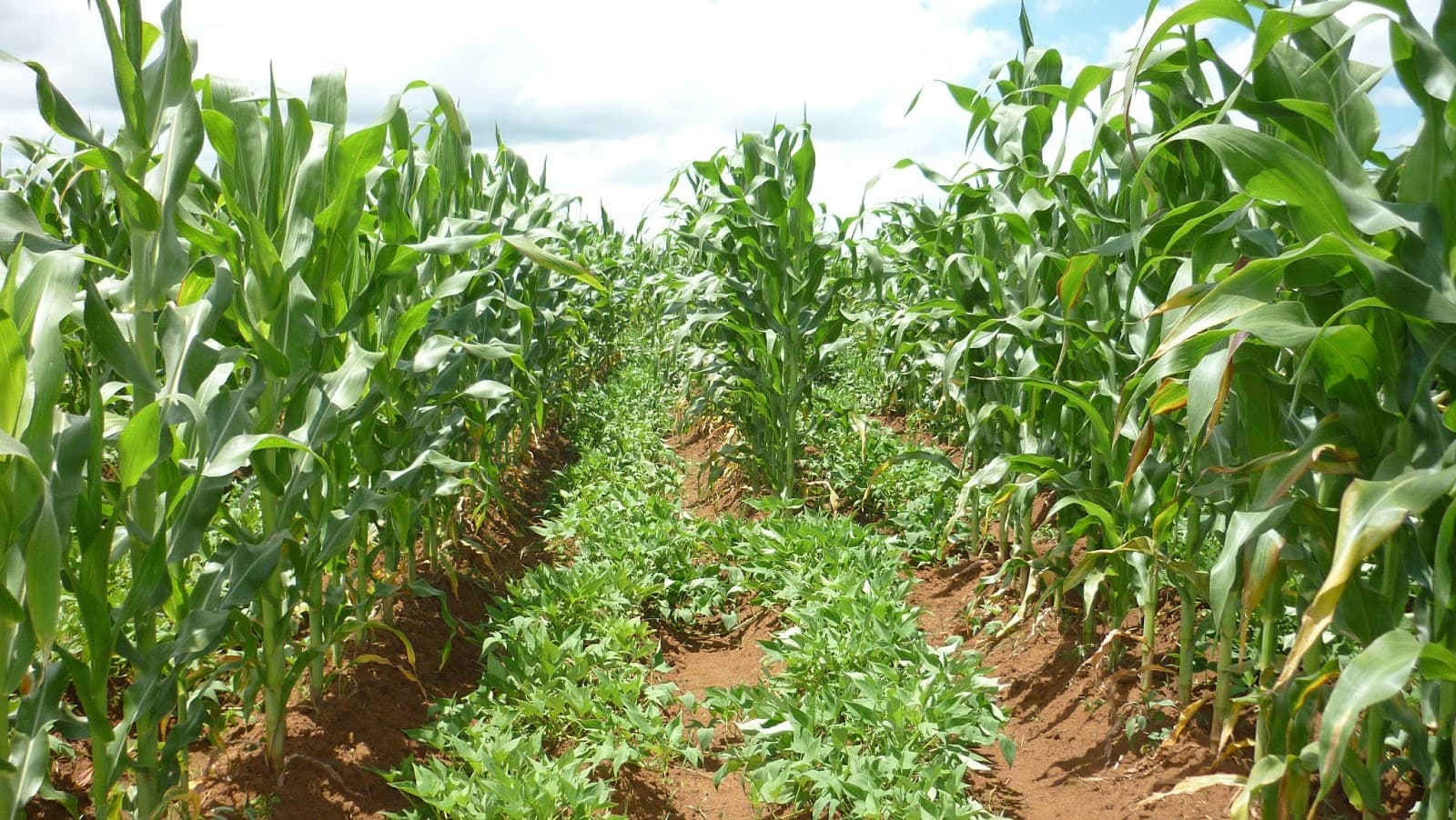 Why I intercrop maize with sweet potatoes