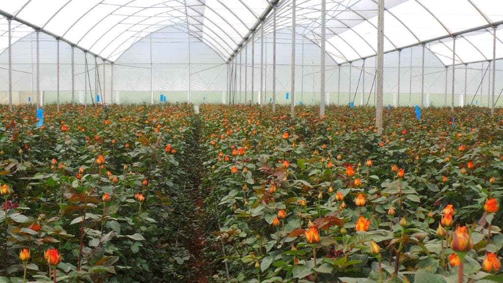 Fertiliser shortage causes crisis in Kenyan flower farms