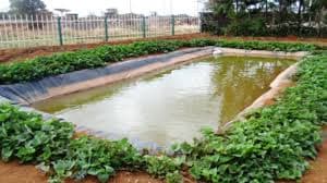 Kisii County farmer slashes production costs, using fishpond water for vegetable fertiliser