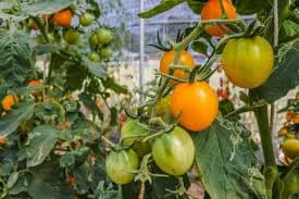 Nakuru farmer realise full value from soya through value-addition
