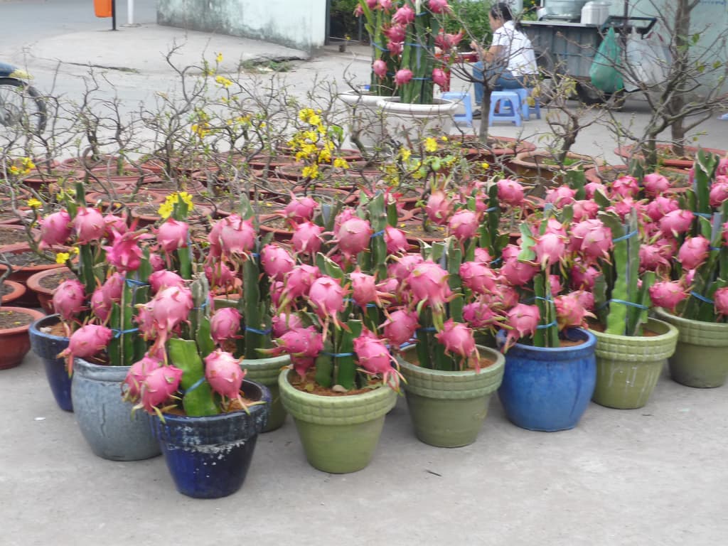 Rare fruit fetches KSh2,300 per Kg in Kenya