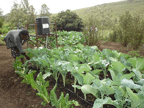 Drip irrigation allows farmers save 50% in water costs