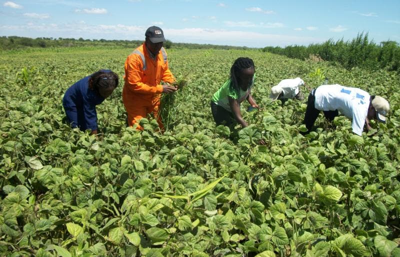 Kitui farmers looking for buyers to purchase their green grams