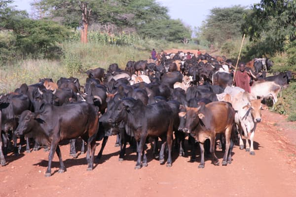 Weatherman predicts good tidings for dry land livestock farmers