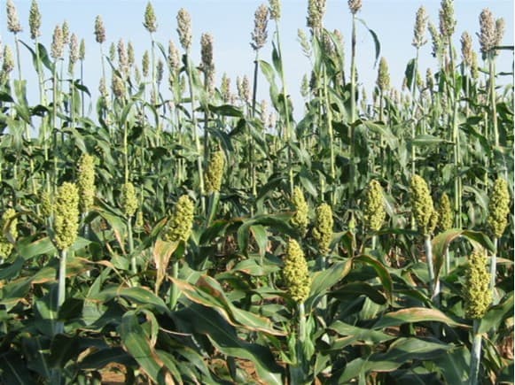 Tax regime puts brakes on rising sorghum sector