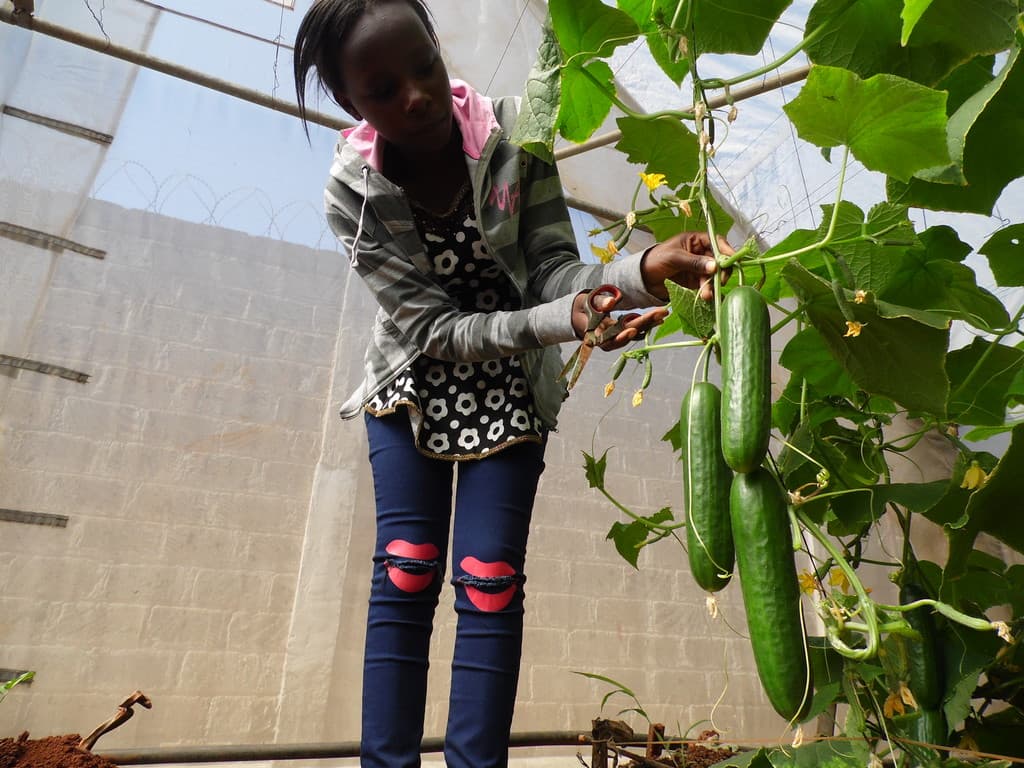 Growing Carmen cucumber can earn over Sh200,000 in four months