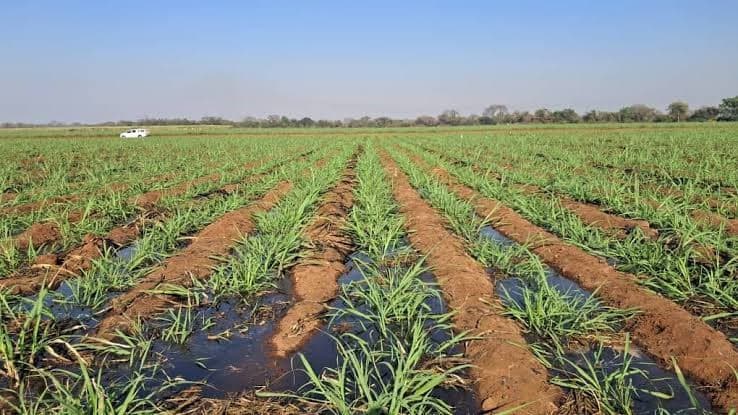 Kericho youth invests Sh44,000 NYOTA funding in sugarcane farming