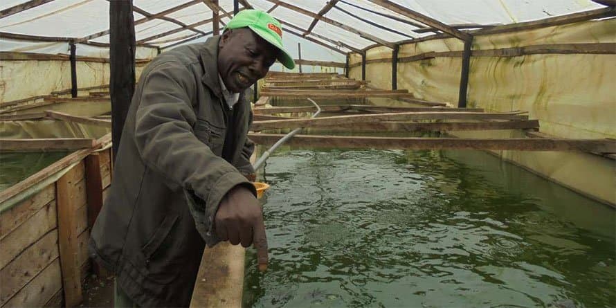 Meru farmers rearing fish in greenhouses for better returns