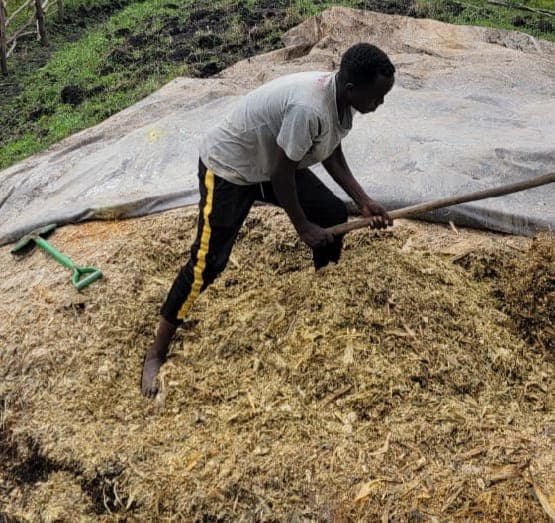 Mkulima apata Sh3.7m kutokana na silage ya mahindi