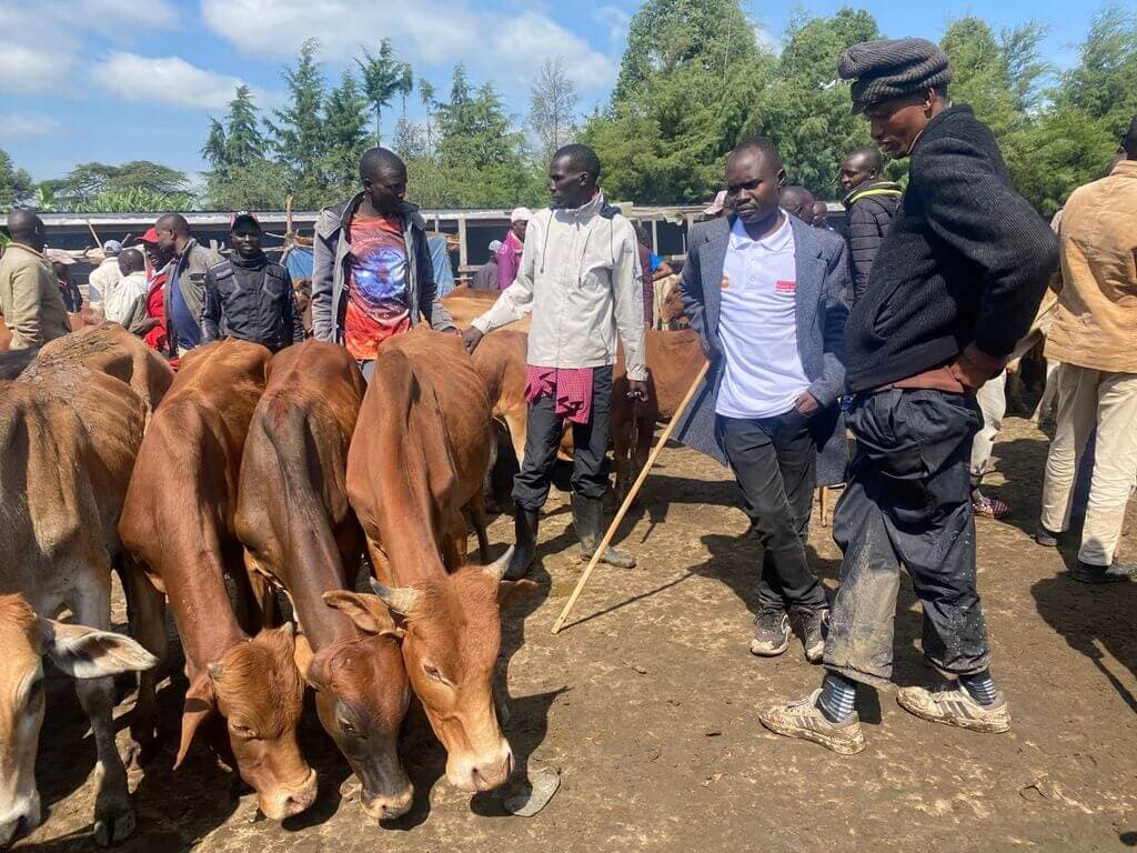 Transmara beef farm cuts feed costs by 100 per cent with free sugar waste