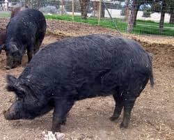 Laikipia pig farmer doubles profits by string-measuring animals