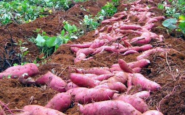 Proper planting for over 10 tonnes from acre of sweet potatoes
