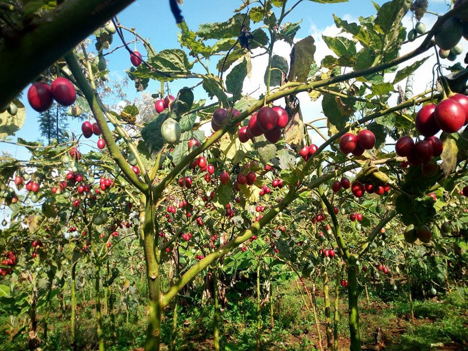 High yielding and fast maturing grafted tree tomato seedlings variety now available for Kenyan farmers