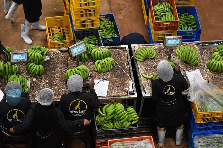 Report: agri-tech companies earns Kenya Sh1.3bn foreign investment