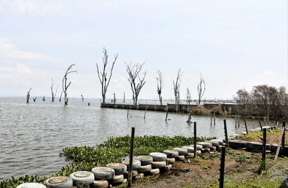 Papyrus restoration project set to boost fish production in Lake Naivasha