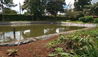 Backyard fish farms increase household incomes
