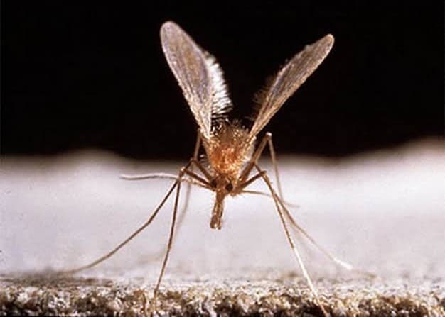 Kenya to adopt new WHO Kala-azar treatment guidelines