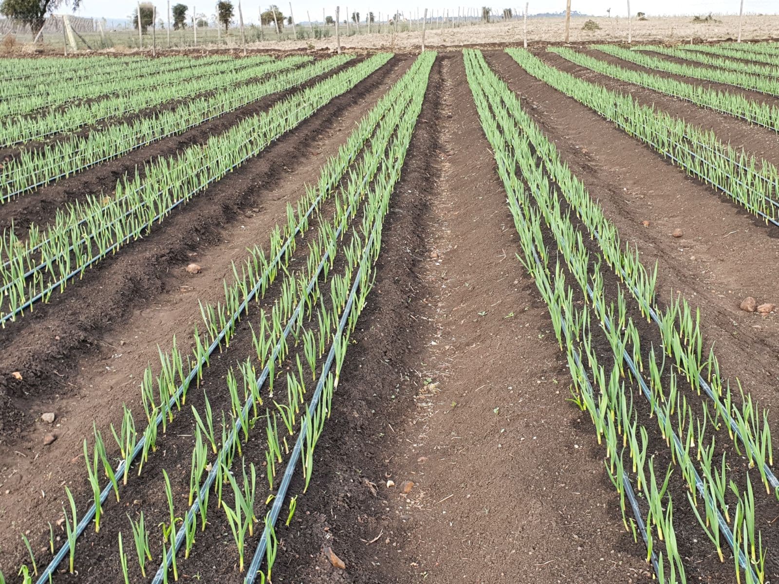Gilad champions Sh2m+ an acre Kenyan garlic