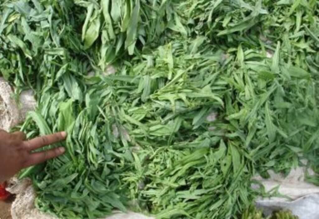 Mchunga: 3-week weed earns for market sellers in coastal Kenya