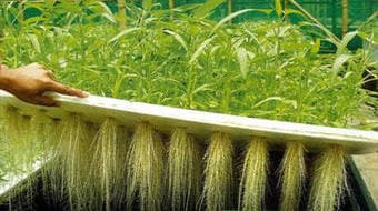Researchers grow pest free yams in the air