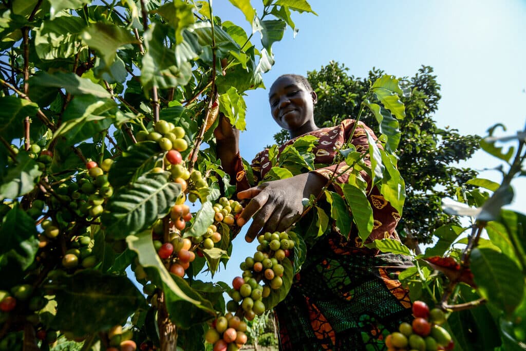 Climate change cuts coffee farmer incomes, threatens Kenya’s ability to grow crop