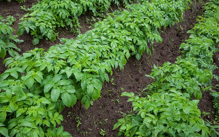 Molo farmer intercrops potato and garden peas, earning year round income