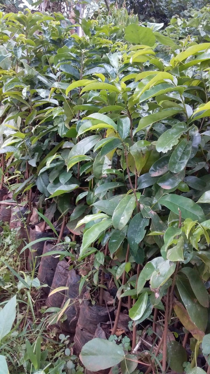 Meru entrepreneur selling over 20 different varieties of fruit seedlings