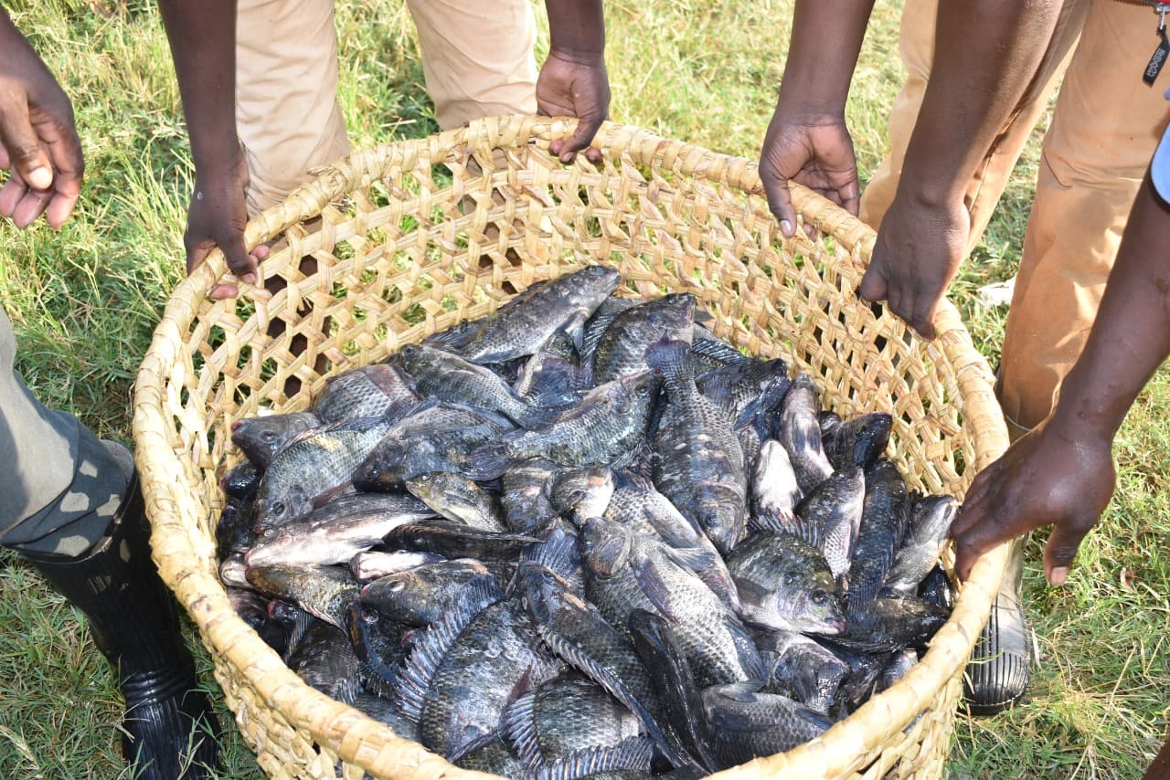Aquaculture firm expands tilapia production with Sh2.2 billion