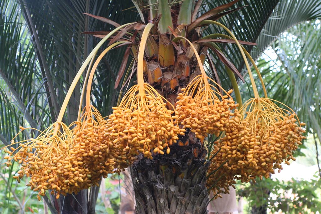 Surging date fruit market opens all round sales in arid areas